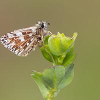 Grizzled Skipper 2 
